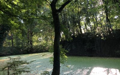 Tous au vert ! Partage sur une séance de sophrologie en plein air